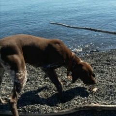 Подробнее об объявлении «Анапа Пропала собака» Фото: пропала собака Курцхаар «Анапа Пропала собака» в г. Анапа