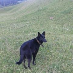 Подробнее об объявлении «Пропала собака прошу помощи    Можайск» Фото: пропала собака  «Пропала собака прошу помощи    Можайск» в г. Можайск