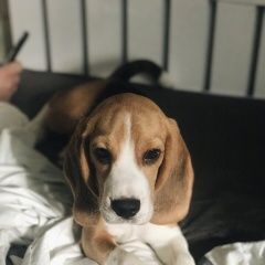 Подробнее об объявлении «Белгород Пропала собака бигль» Фото: пропала собака Бигль «Белгород Пропала собака бигль» в г. Белгород