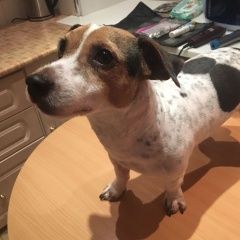 Подробнее об объявлении «Королев Пропала собака кобель» Фото: пропала собака Джек рассел терьер «Королев Пропала собака кобель» в г. Королев