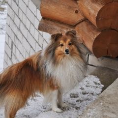 Подробнее об объявлении «Муром Пропала собака кобель кличка хасик» Фото: пропала собака Шелти «Муром Пропала собака кобель кличка хасик» в г. Муром