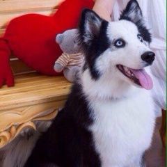 Подробнее об объявлении «Октябрьский (Башкирия) Пропала собака кобель якутская лайка» Фото: пропала собака Сибирская «Октябрьский (Башкирия) Пропала собака кобель...» в г. Октябрьский (Башкирия)