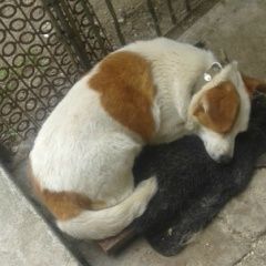 Подробнее об объявлении «Симферополь Пропала собака» Фото: пропала собака  «Симферополь Пропала собака» в г. Симферополь