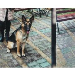 Подробнее об объявлении «Белгород Пропала собака кобель овчарка» Фото: пропала собака Немецкая овчарка «Белгород Пропала собака кобель овчарка» в г. Белгород