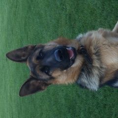 Подробнее об объявлении «Пропала собака кобель Самара» Фото: пропала собака Кавказская овчарка «Пропала собака кобель Самара» в г. Самара