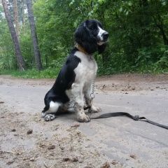 Подробнее об объявлении «Лабинск Пропала собака кобель» Фото: пропала собака Русский охотничий спаниель «Лабинск Пропала собака кобель» в г. Лабинск