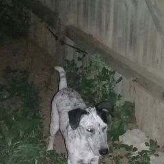 Подробнее об объявлении «Ахтубинск Пропала собака кобель» Фото: пропала собака Гладкошерстый фокстерьер «Ахтубинск Пропала собака кобель» в г. Ахтубинск