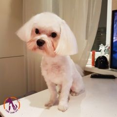 Подробнее об объявлении «Пропала собака Санкт-Петербург» Фото: пропала собака Мальтийская болонка «Пропала собака Санкт-Петербург» в г. Санкт-Петербург