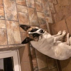 Подробнее об объявлении «Александров Пропала собака кобель» Фото: пропала собака  «Александров Пропала собака кобель» в г. Александров