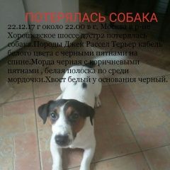 Подробнее об объявлении «Пропала собака кобель e6x333 клеймо потерялась собака Москва» Фото: пропала собака Джек рассел терьер «Пропала собака кобель e6x333 клеймо потерялась...» в г. Москва