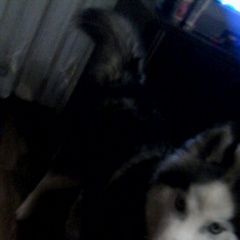 Подробнее об объявлении «Новозыбков Пропала собака кобель лучший друг и член семьи» Фото: пропала собака Сибирская хаски «Новозыбков Пропала собака кобель лучший друг и...» в г. Новозыбков