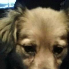 Подробнее об объявлении «Нальчик Пропала собака» Фото: пропала собака  «Нальчик Пропала собака» в г. Нальчик