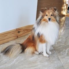 Подробнее об объявлении «Навашино Пропала собака кобель» Фото: пропала собака Шелти «Навашино Пропала собака кобель» в г. Навашино