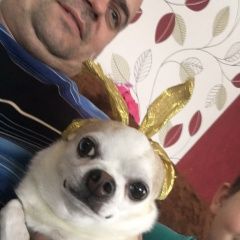 Подробнее об объявлении «Нарофоминск Пропала собака кобель помогите» Фото: пропала собака Чихуахуа «Нарофоминск Пропала собака кобель помогите» в г. Нарофоминск