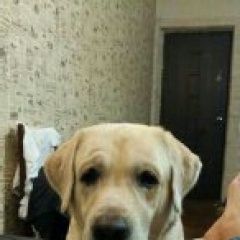 Подробнее об объявлении «Родионово-Несветайская Пропала собака кобель сабакин» Фото: пропала собака Лабрадор ретривер «Родионово-Несветайская Пропала собака кобель...» в г. Родионово-Несветайская