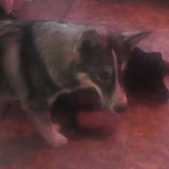 Подробнее об объявлении «Нижний Новгород Пропала собака кобель» Фото: пропала собака Аляскинский маламут «Нижний Новгород Пропала собака кобель» в г. Нижний Новгород