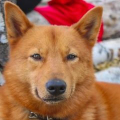 Подробнее об объявлении «Омск Пропала собака кобель» Фото: пропала собака  «Омск Пропала собака кобель» в г. Омск