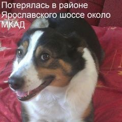Подробнее об объявлении «Пропала собака нашедших просьба позвонить по телефону Москва» Фото: пропала собака  «Пропала собака нашедших просьба позвонить по...» в г. Москва
