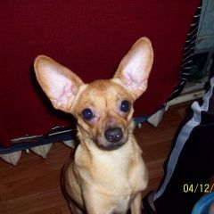 Подробнее об объявлении «Омск Пропала собака» Фото: пропала собака Той-терьер «Омск Пропала собака» в г. Омск