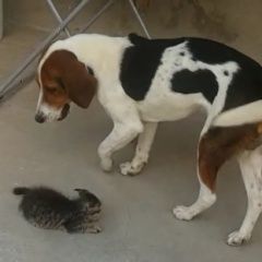 Подробнее об объявлении «Анапа Пропала собака» Фото: пропала собака  «Анапа Пропала собака» в г. Анапа