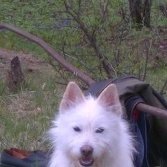 Подробнее об объявлении «Софрино Пропала собака кобель» Фото: пропала собака  «Софрино Пропала собака кобель» в г. Софрино