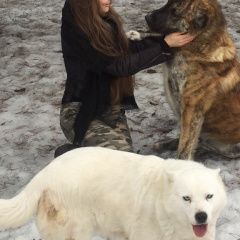 Подробнее об объявлении «Бородино (Московская обл.) Пропала собака вознаграждение» Фото: пропала собака  «Бородино (Московская обл.) Пропала собака...» в г. Бородино (Московская обл.)