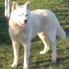 Подробнее об объявлении «Бородино (Московская обл.) Пропала собака вознаграждение» Фото: пропала собака  «Бородино (Московская обл.) Пропала собака...» в г. Бородино (Московская обл.)