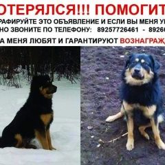 Подробнее об объявлении «Пропала собака кобель видели в районе люблинского рынка 24 дек Москва» Фото: пропала собака  «Пропала собака кобель видели в районе...» в г. Москва