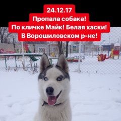 Подробнее об объявлении «Волгоград Пропала собака пропада хаски» Фото: пропала собака Сибирская хаски «Волгоград Пропала собака пропада хаски» в г. Волгоград
