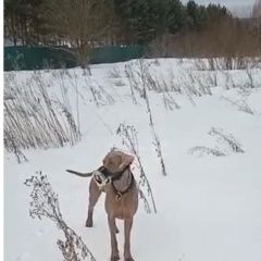 Подробнее об объявлении «Пропала собака кобель срочно собака в убежала в наморднике Москва» Фото: пропала собака Веймаранер «Пропала собака кобель срочно собака в убежала в...» в г. Москва