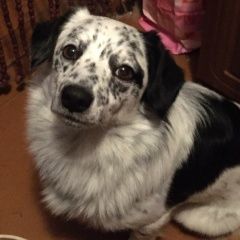 Подробнее об объявлении «Кстово Пропала собака кобель розыск» Фото: пропала собака  «Кстово Пропала собака кобель розыск» в г. Кстово