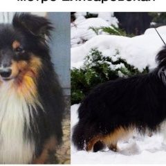 Подробнее об объявлении «Пропала собака кобель Санкт-Петербург» Фото: пропала собака Шелти «Пропала собака кобель Санкт-Петербург» в г. Санкт-Петербург