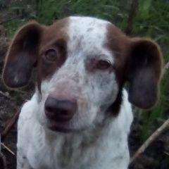 Подробнее об объявлении «Темрюк Пропала собака охотничья» Фото: пропала собака  «Темрюк Пропала собака охотничья» в г. Темрюк