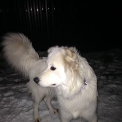 Подробнее об объявлении «Балашиха Пропала собака» Фото: пропала собака Самоедская лайка «Балашиха Пропала собака» в г. Балашиха