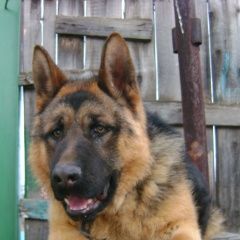 Подробнее об объявлении «Энгельс Пропала собака кобель» Фото: пропала собака Немецкая овчарка «Энгельс Пропала собака кобель» в г. Энгельс