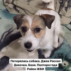 Подробнее об объявлении «Пропала собака Екатеринбург» Фото: пропала собака Джек рассел терьер «Пропала собака Екатеринбург» в г. Екатеринбург