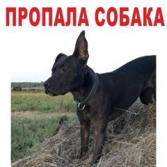 Подробнее об объявлении «Некрасовка Пропала собака питбуль» Фото: пропала собака Стаффордширский бультерьер «Некрасовка Пропала собака питбуль» в г. Некрасовка