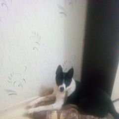 Подробнее об объявлении «Нижний Новгород Пропала собака кобель кабель русской европейская лайка» Фото: пропала собака Европейская короткошерстная «Нижний Новгород Пропала собака кобель кабель...» в г. Нижний Новгород