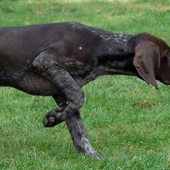 Подробнее об объявлении «Ейск Пропала собака кобель курцхаар, кличка чип» Фото: пропала собака Курцхаар «Ейск Пропала собака кобель курцхаар, кличка чип» в г. Ейск