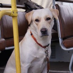 Подробнее об объявлении «Колпино Пропала собака потерялась собака-спасатель» Фото: пропала собака Лабрадор ретривер «Колпино Пропала собака потерялась собака-спасатель» в г. Колпино