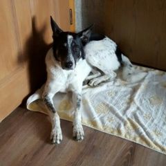 Подробнее об объявлении «Икша Пропала собака кобель помогите найти» Фото: пропала собака  «Икша Пропала собака кобель помогите найти» в г. Икша