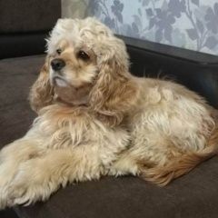 Подробнее об объявлении «Нижний Новгород Пропала собака девочка кокер-спаниель» Фото: пропала собака Американский кокер-спаниель «Нижний Новгород Пропала собака девочка...» в г. Нижний Новгород