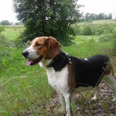 Подробнее об объявлении «Тула Пропала собака кобель эстонская гончая» Фото: пропала собака  «Тула Пропала собака кобель эстонская гончая» в г. Тула