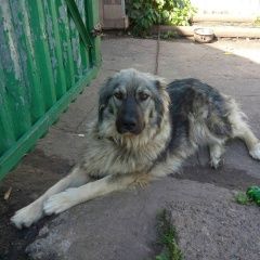 Подробнее об объявлении «Нижний Новгород Пропала собака кобель» Фото: пропала собака Кавказская овчарка «Нижний Новгород Пропала собака кобель» в г. Нижний Новгород