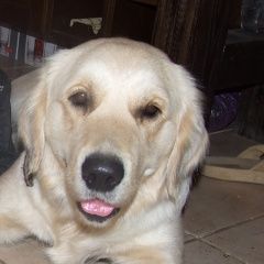 Подробнее об объявлении «Анапа Пропала собака» Фото: пропала собака Голден ретривер «Анапа Пропала собака» в г. Анапа