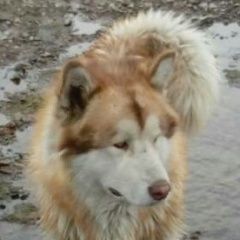 Подробнее об объявлении «Пропала собака кобель Улан-Удэ» Фото: пропала собака Аляскинский маламут «Пропала собака кобель Улан-Удэ» в г. Улан-Удэ