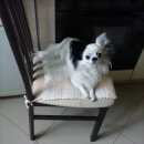 Подробнее об объявлении «Нижний Новгород Пропала собака кобель породы чихуахуа» Фото: пропала собака Чихуахуа «Нижний Новгород Пропала собака кобель породы...» в г. Нижний Новгород