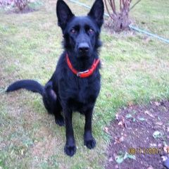 Подробнее об объявлении «Пропала собака Можайск» Фото: пропала собака Немецкая овчарка «Пропала собака Можайск» в г. Можайск