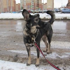 Подробнее об объявлении «Пропала собака джуля Москва» Фото: пропала собака  «Пропала собака джуля Москва» в г. Москва