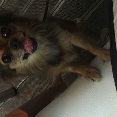 Подробнее об объявлении «Пропала собака Сочи» Фото: пропала собака Чихуахуа «Пропала собака Сочи» в г. Сочи